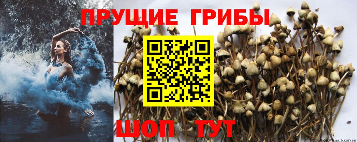 Галлюциногенные грибы MAGIC MUSHROOMS Зеленогорск