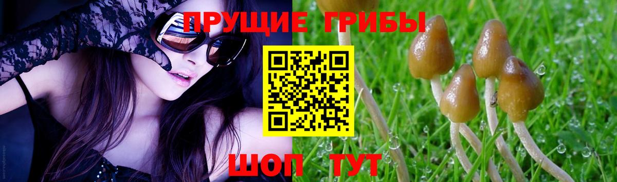 Галлюциногенные грибы Psilocybine cubensis  Вход с VPN  Зеленогорск 